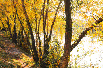 Fototapeta premium Autumn colorful yellow and orange leaves in park. Beautiful yellow maple leaves on sunny day and blurry background. Golden autumn in city park. Close up, macro shot. Fall Scene.