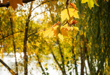 Autumn colorful yellow and orange leaves in park. Beautiful yellow maple leaves on sunny day and blurry background. Golden autumn in city park. Close up, macro shot. Fall Scene.