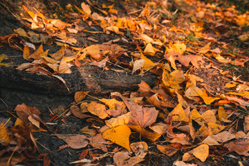 Fallen yellow leaves background.  Vibrant carpet of fallen orange forest leaves. Close up. Autumn, fall scene, nature