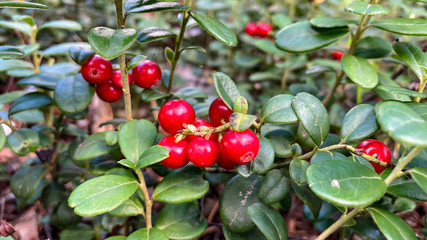 Lingonberry. Red berry in the forest in the sun. Edible, medicinal product.