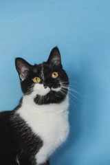 black and white cat on a blue background