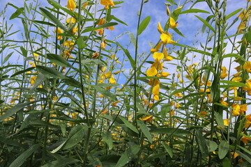 Crotalaria juncea yellow flowers blooming isolated on blue sky and white cloud in the garden.