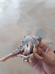 shell on the beach, seashell on the Indian Ocean beach, Indian Ocean marine animal .