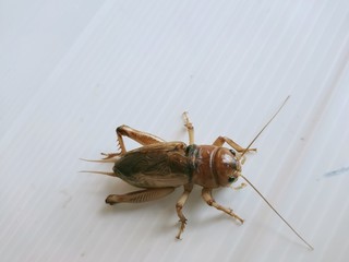 close up of a cricket
