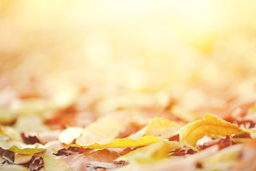 Naklejka na ściany i meble Fallen autumn leaves in sunny morning light