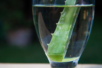 aloe vera plant on glass of water