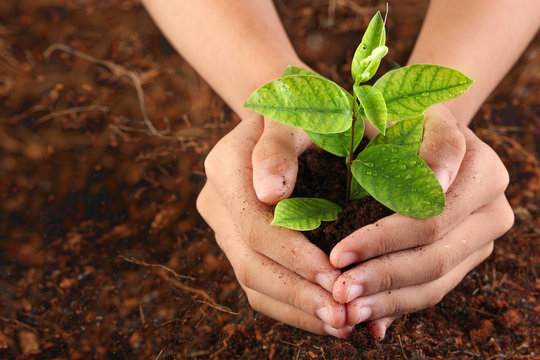 Two Hands Of The Woman Was Carrying Planting The Tree On Brown Soil, Top View