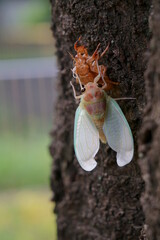 日本の夏にみられるセミの脱皮/羽化