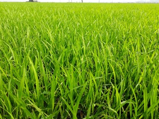 green rice field, beautiful green rice field in India,  green paddy field in India. 