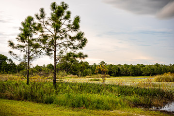 landscape with trees and clouds