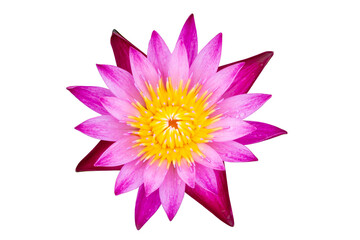 Water lily or lotus flower isolated on white with clipping path