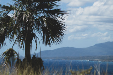palm trees on the beach