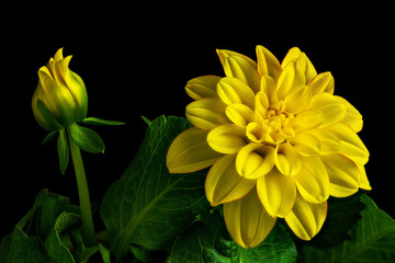 Single Yellow/Orange Dahlia Flower on Black Background.