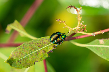 Two Japanese beetles share a leaf