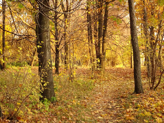 fallen yellow maple foliage on autumn park background, selective focus