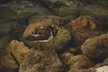 bird on rocks