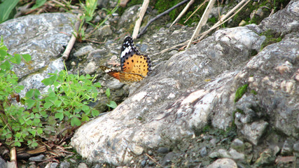 orange butterfly on a rock