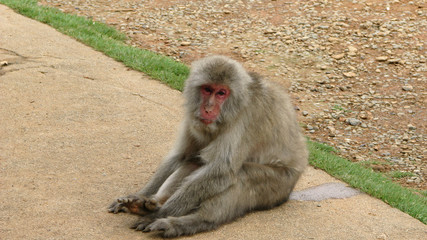 Japanese Macaque
