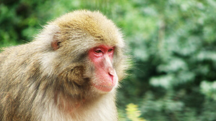Naklejka na ściany i meble Japanese Macaque