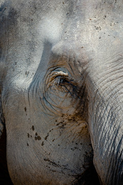 Portrait of Asian elephant near Luang Prabang in Laos