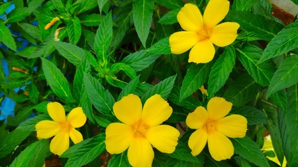 Four Flowers of Yellow Alder or Turnera Ulmifolia with green background