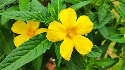Landscape shot of Yellow Alder or Turnera Ulmifolia Flowers