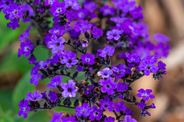 Macro texture background view of tiny purple heliotrope flowers (heliotropium arborescens) in a...