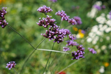 Obraz premium fleur