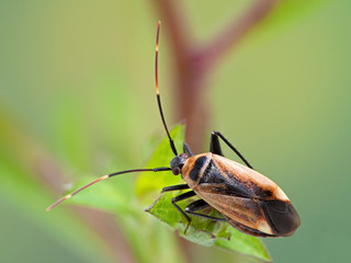 P1010005 plant bug, Adelphocoris rapidus, Boundary Bay saltmarsh, cECP 2020