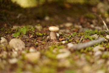 Lonely mushroom