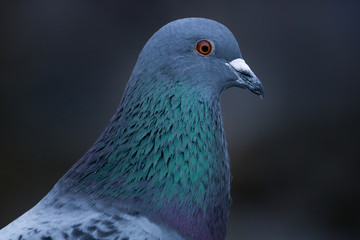 colorful pigeon 