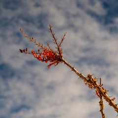 cotillo flower against busy skyin the heart of the Southern California duunes, USA. Fouquieria splendens looks like a cactus, but it is not. 