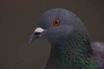 colorful pigeon 