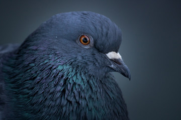 colorful pigeon 