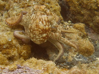 Common Octopus #2 (Octopus vulgaris)