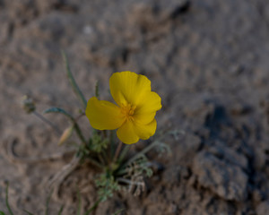 Obraz na płótnie Canvas Mojave Poppy (..Eschscholtzia glyptosperma) in the desert of Southern California, USA