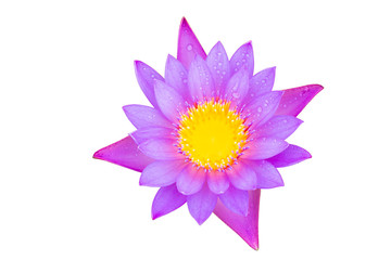 Water lily or lotus flower isolated on white with clipping path