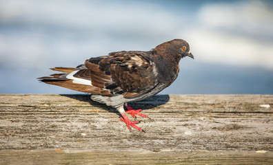 Playful Pigeons