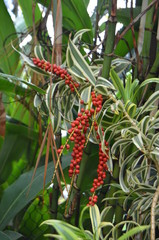 Red berries 