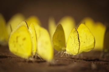 Mariposas amarillas