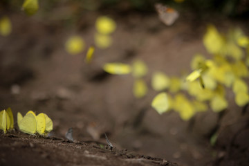 Mariposas amarillas