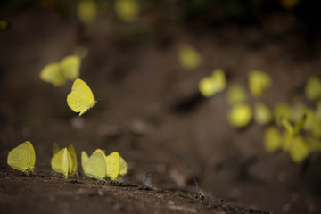 Mariposas amarillas