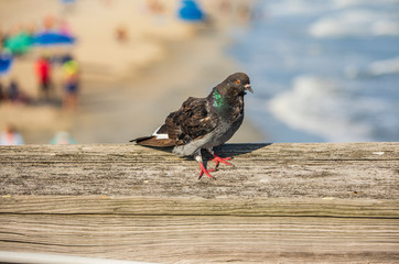 Playful Pigeons