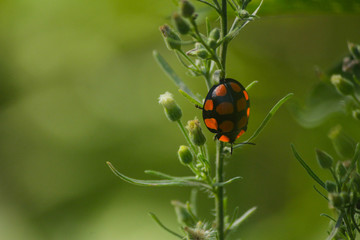 vaquita de san antonio