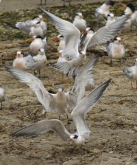 Three elegant terns (Thalasseus elegans) take flight from the flock gathered in Moss Landing, California