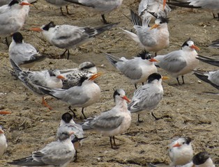 A flock of elegant terns (Thalasseus elegans) on the shore in Moss Landing harbor