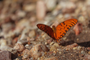 Mariposa