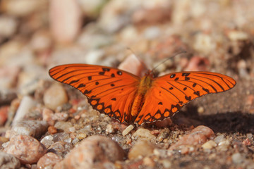 Mariposa