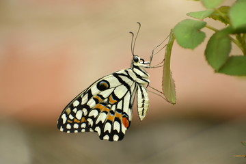 butterfly on leaf