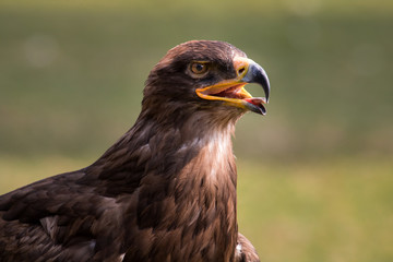 close up of a golden eagle